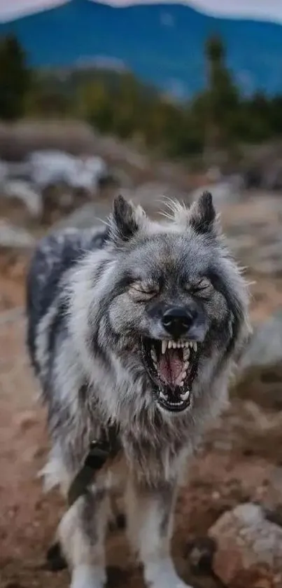 Fierce wolf with mountains in the background.