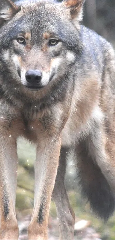 Majestic wolf standing in a forest setting.