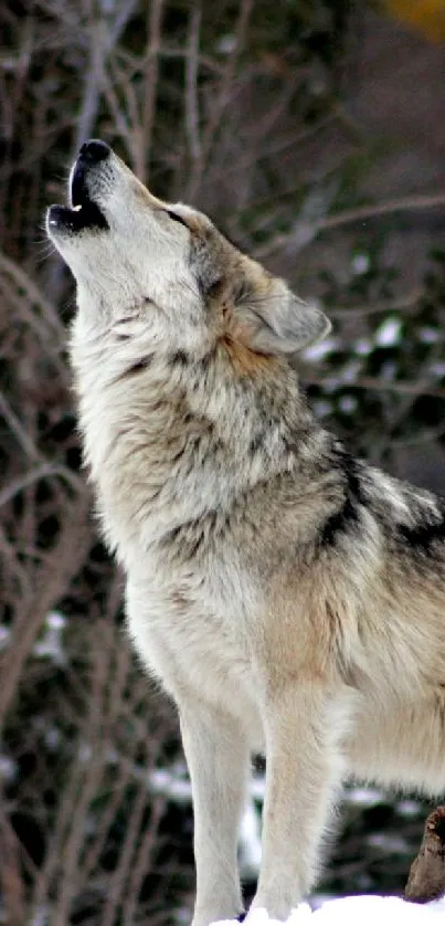 A wolf howling in a snowy forest, captured in a mobile wallpaper.