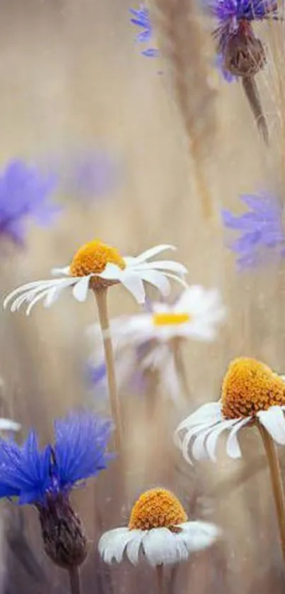 Serene wildflower field with daisies and cornflowers on mobile wallpaper.