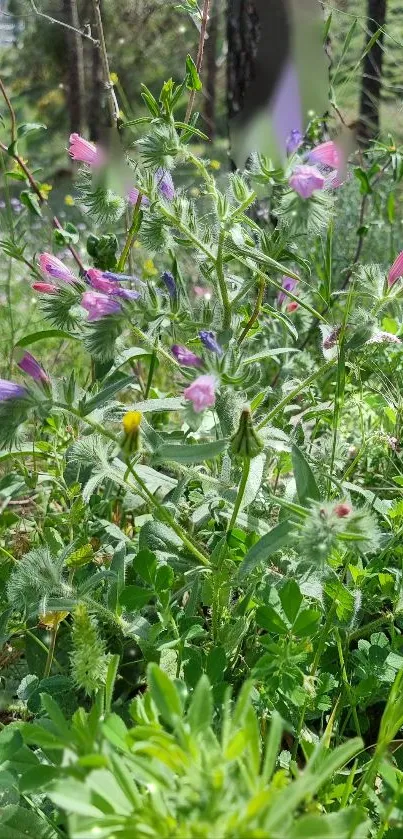 Vibrant wildflowers and green foliage in a natural setting wallpaper.