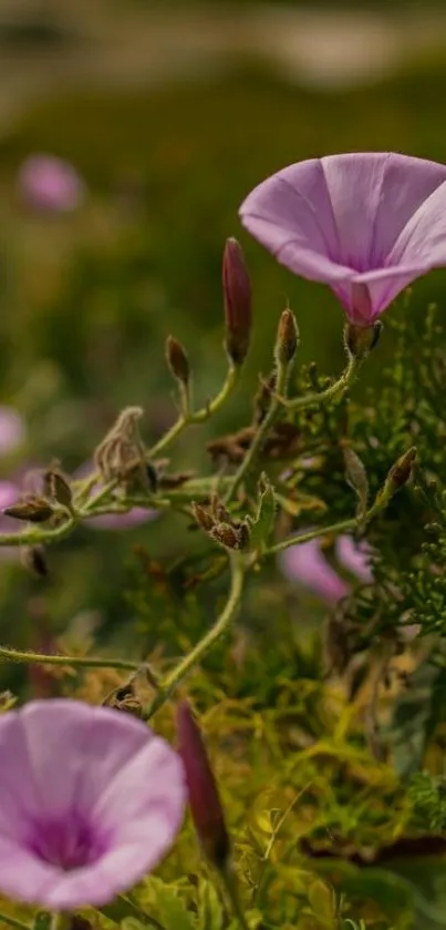 Pink wildflowers among green foliage in a nature-themed mobile wallpaper.