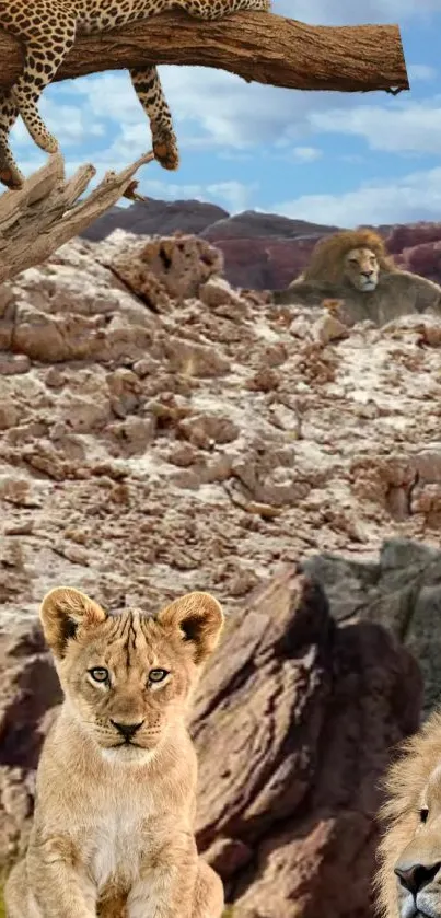 Majestic wildlife wallpaper with lions and leopard on rocky terrain.