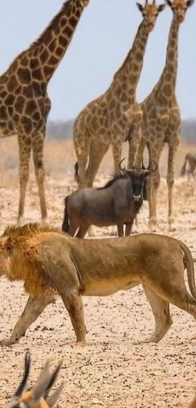 Lion and giraffes in African savanna moment.