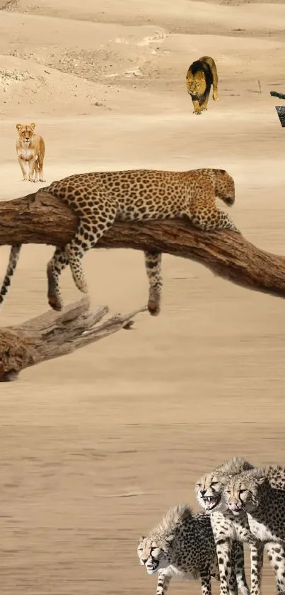 Cheetahs and lions in a sandy desert landscape.