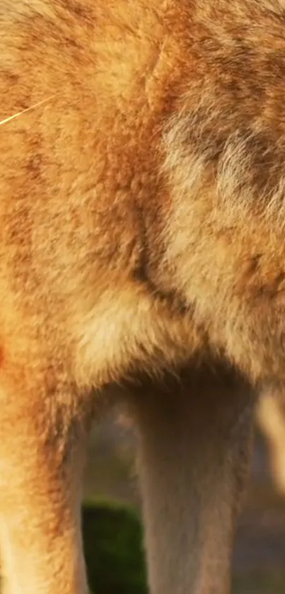 Detailed close-up of a wolf's fur showcasing earthy tones.