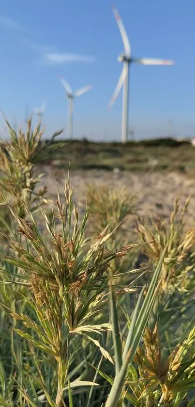 Wind turbines and wild grass under a bright blue sky.