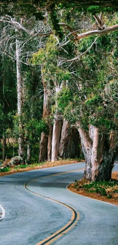 Winding forest road through vibrant green trees.