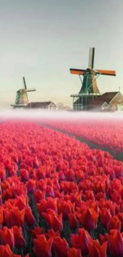 Breathtaking view of red tulips and windmills under a clear sky.