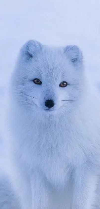 Majestic Arctic fox in snowy landscape for mobile wallpaper.