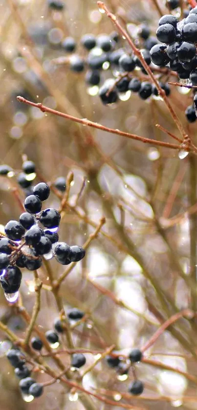 Dark berry branches with raindrops on a snowy background.