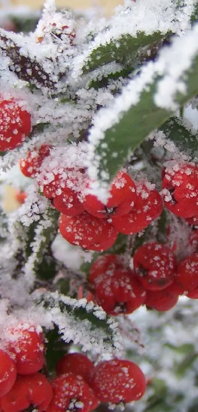 Vibrant red winter berries covered in frosty snow on a mobile wallpaper.