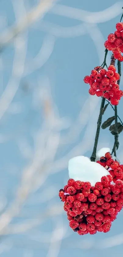 Red berries with snow on branch against blue sky background.