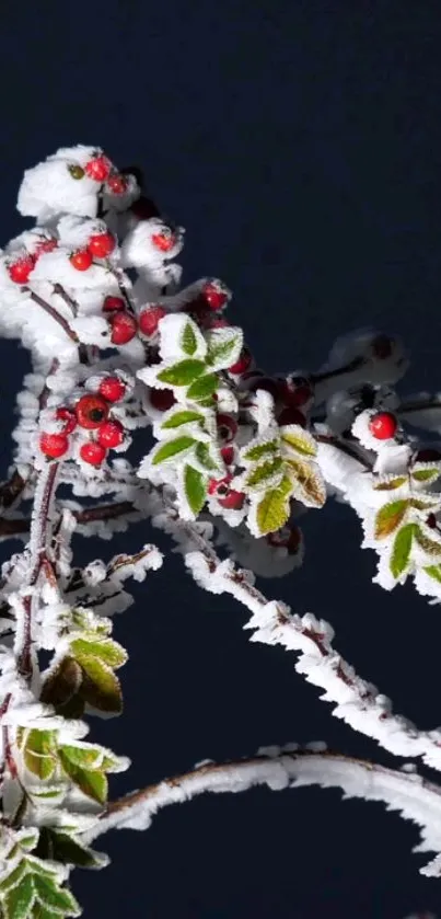 Frost-covered branches with red berries against a deep blue background.