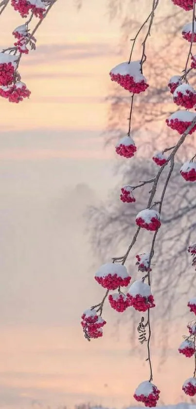 Winter branches with berries and snow.