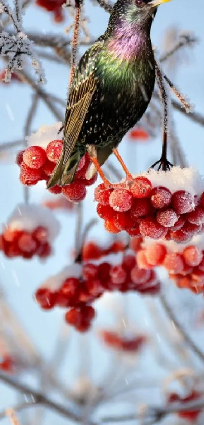 Bird on icy branches with red berries in winter.