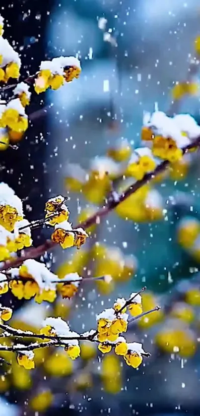 Yellow flowers with snow on branches against a blue background.