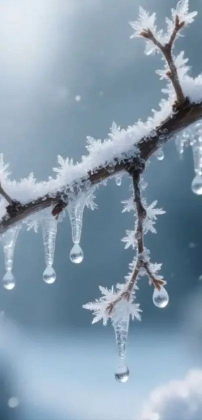 Winter branch with icicles against a blue background.