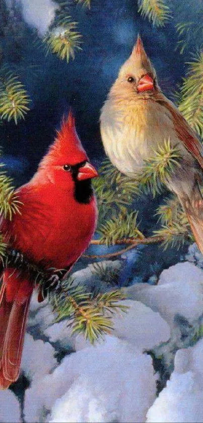 Two cardinals perched on snowy evergreen branches.