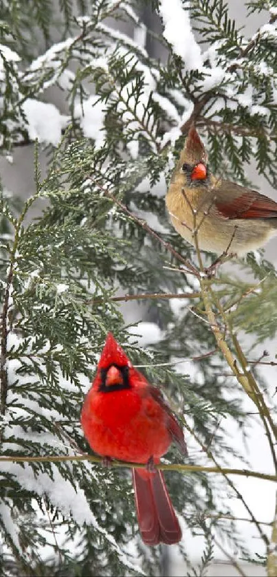 Two vibrant cardinals sit on snowy branches in a serene winter scene.