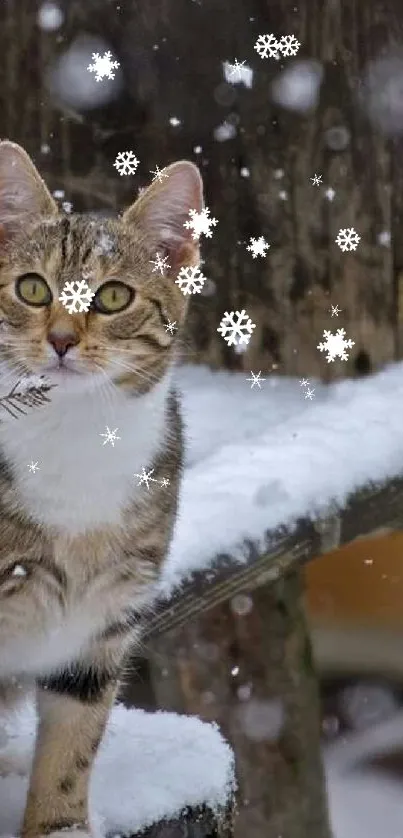 A tabby cat sitting in snow on a rustic wooden bench.