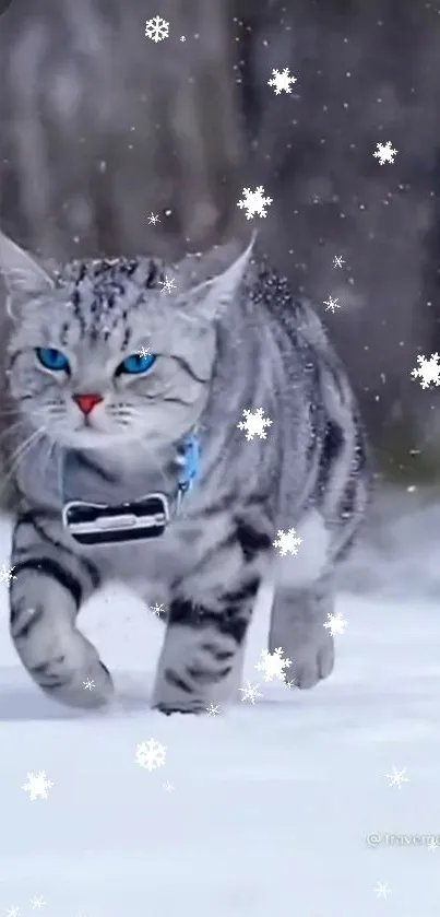 Cat with blue eyes walking in snowy forest with falling snowflakes.