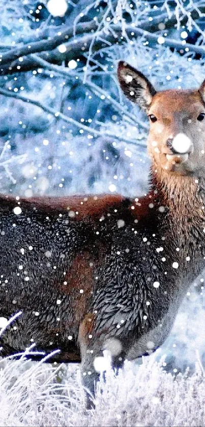 Deer standing in a frosted winter forest with snow-covered branches.