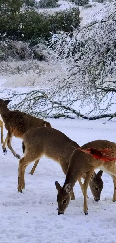 Deer grazing in a snowy forest with trees and cardinal in view.