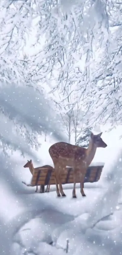 Deer standing in a peaceful, snowy forest.