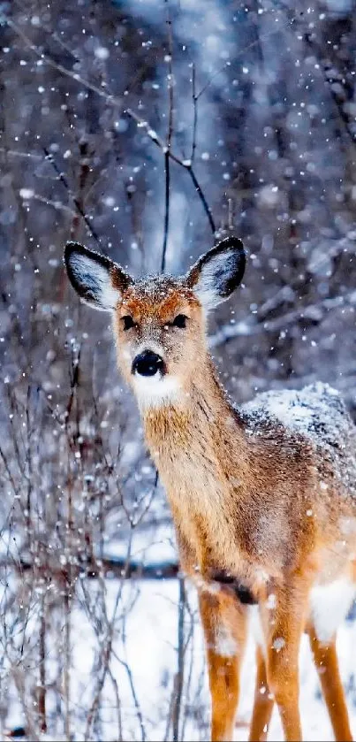 Beautiful winter deer in a snowy forest.