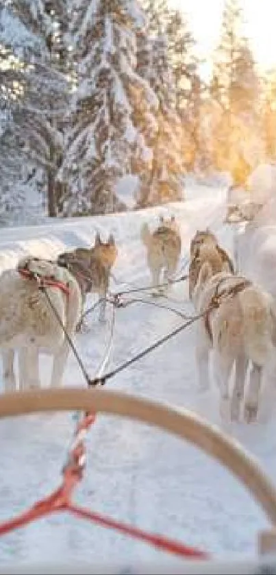 Dog sledding through snowy winter landscape at sunrise.