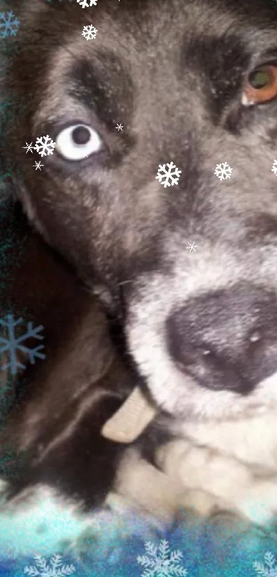 Dog with heterochromia surrounded by snowflakes.