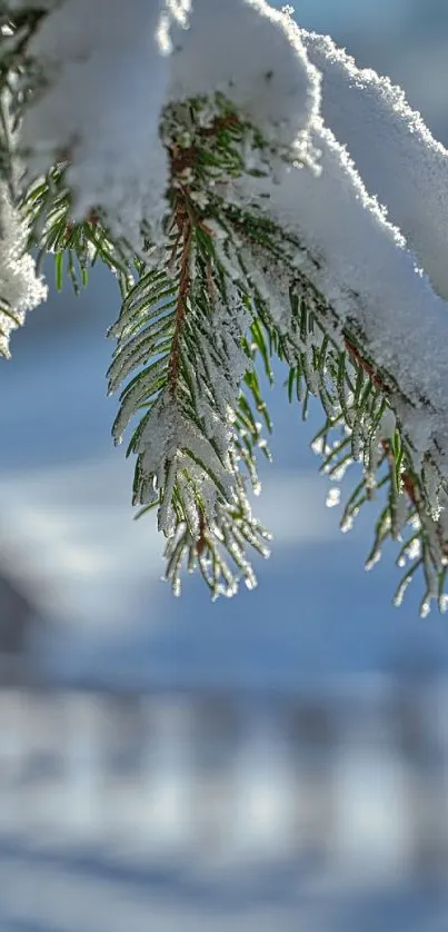 Snowy pine branch in winter scenery wallpaper.