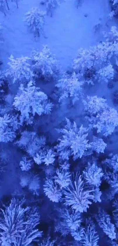 Aerial view of snow-covered forest in winter.