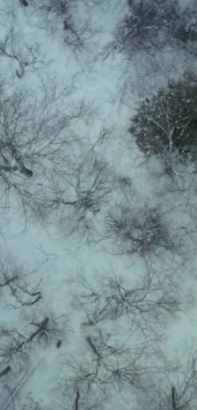Aerial view of a snowy winter forest with bare trees and patches of greenery.