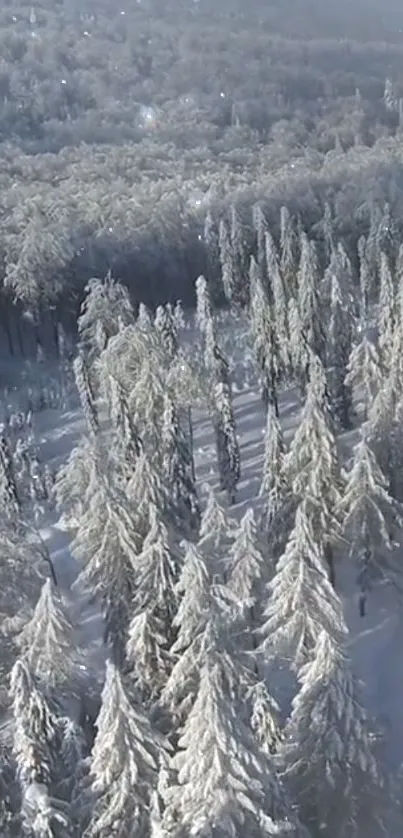 Aerial view of a snow-covered forest in winter.