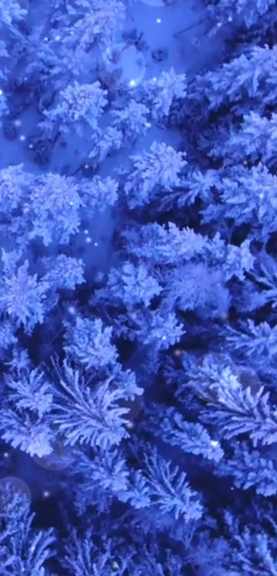 Aerial view of snowy blue forest trees in winter.