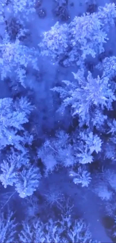 Aerial view of a snow-covered winter forest.