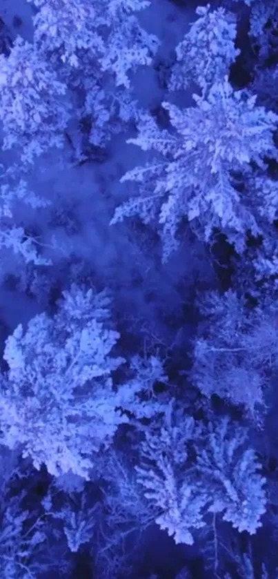 Aerial view of snow-covered forest trees.