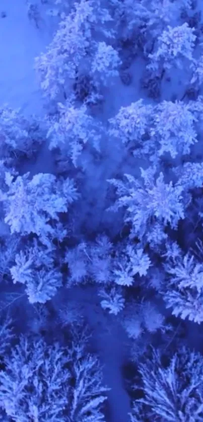 Aerial view of snow-covered forest with blue tones.