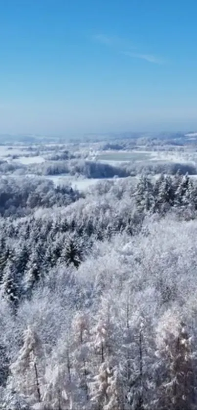 Aerial view of a snowy forest under a blue sky.