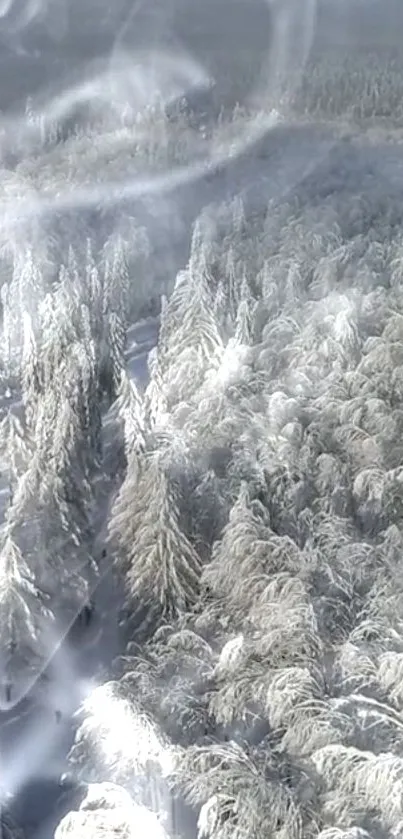 Aerial view of snow-covered forest in winter.