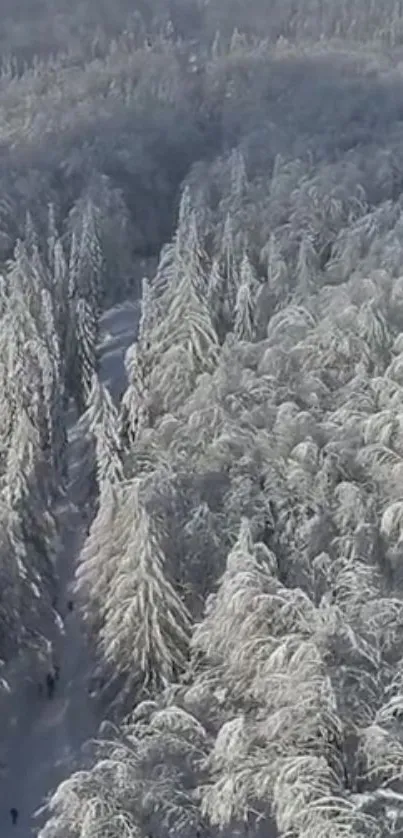 Aerial view of a snowy winter forest with tall trees and serene landscape.