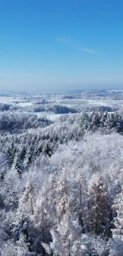 Aerial view of a snowy winter forest under a clear blue sky.