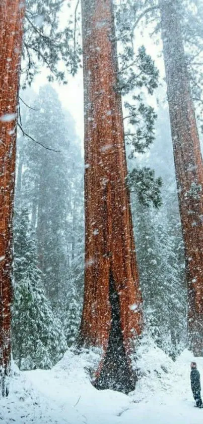 Majestic snow-covered giant trees in a serene winter forest.