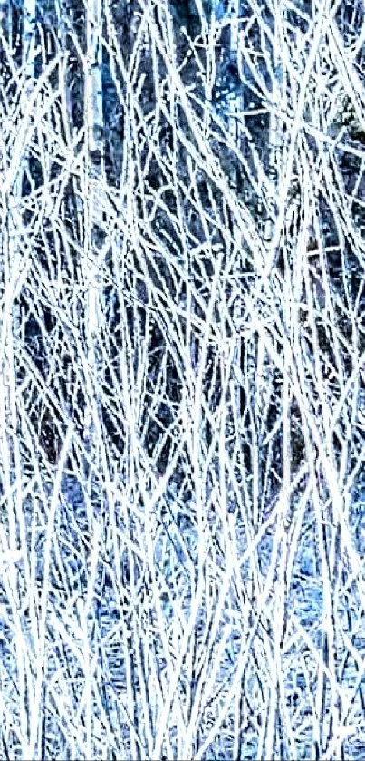 Frost-covered branches in a winter forest.