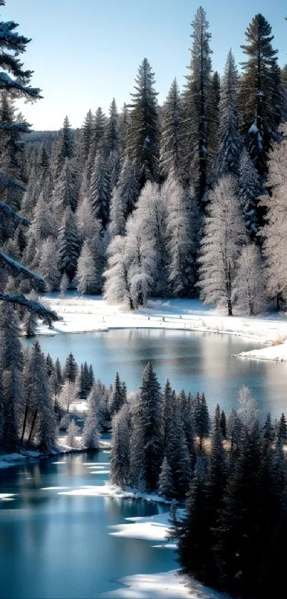 Snowy forest and lake in winter scenery.