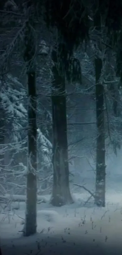 Snow-covered forest with tall trees in winter.