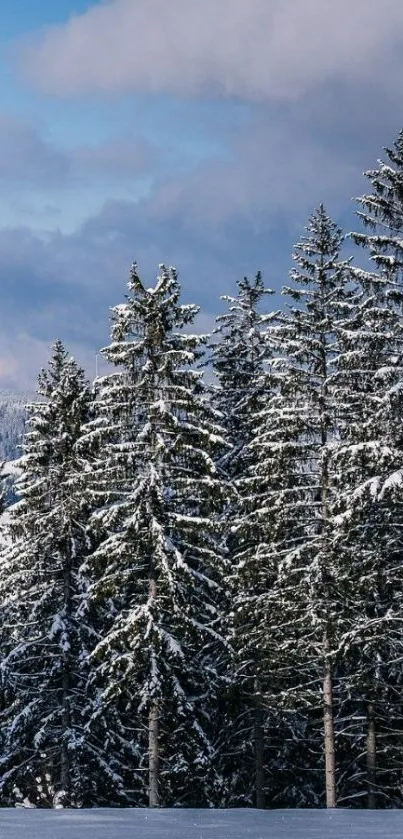 Serene winter forest with snow and blue sky.