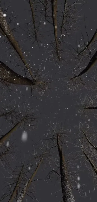 Tall leafless trees with snow against a dark sky.